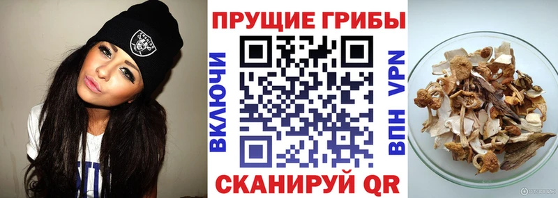 mega ссылка  Томилино  Псилоцибиновые грибы Cubensis 